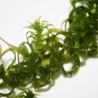 Curly Waterweed